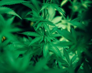 cannabis
