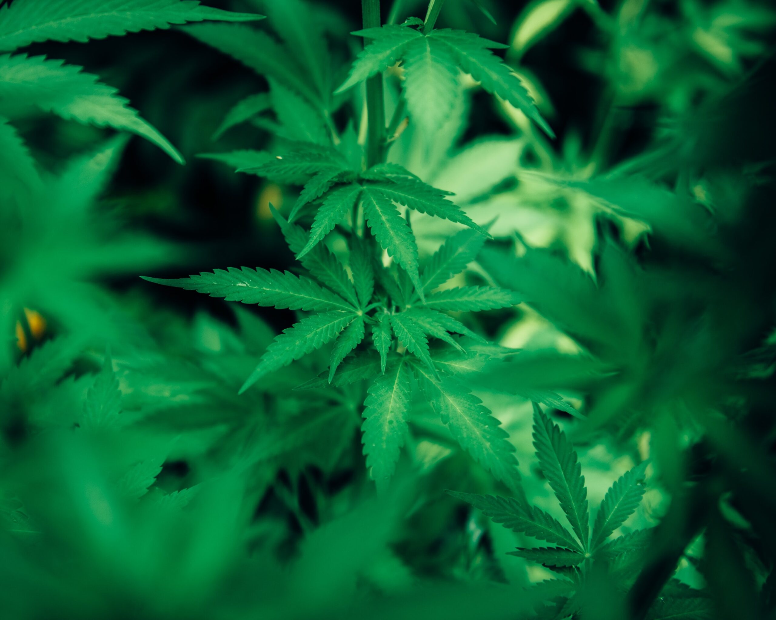 cannabis