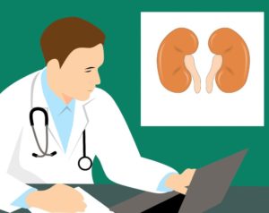 doctor and kidneys