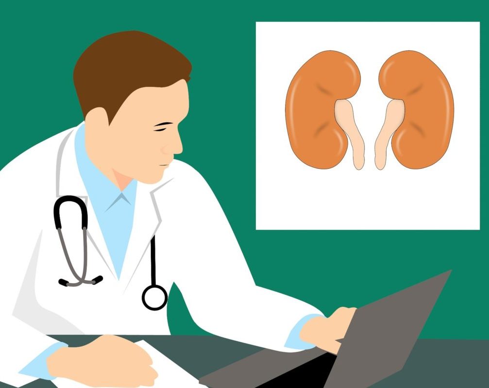 doctor and kidneys