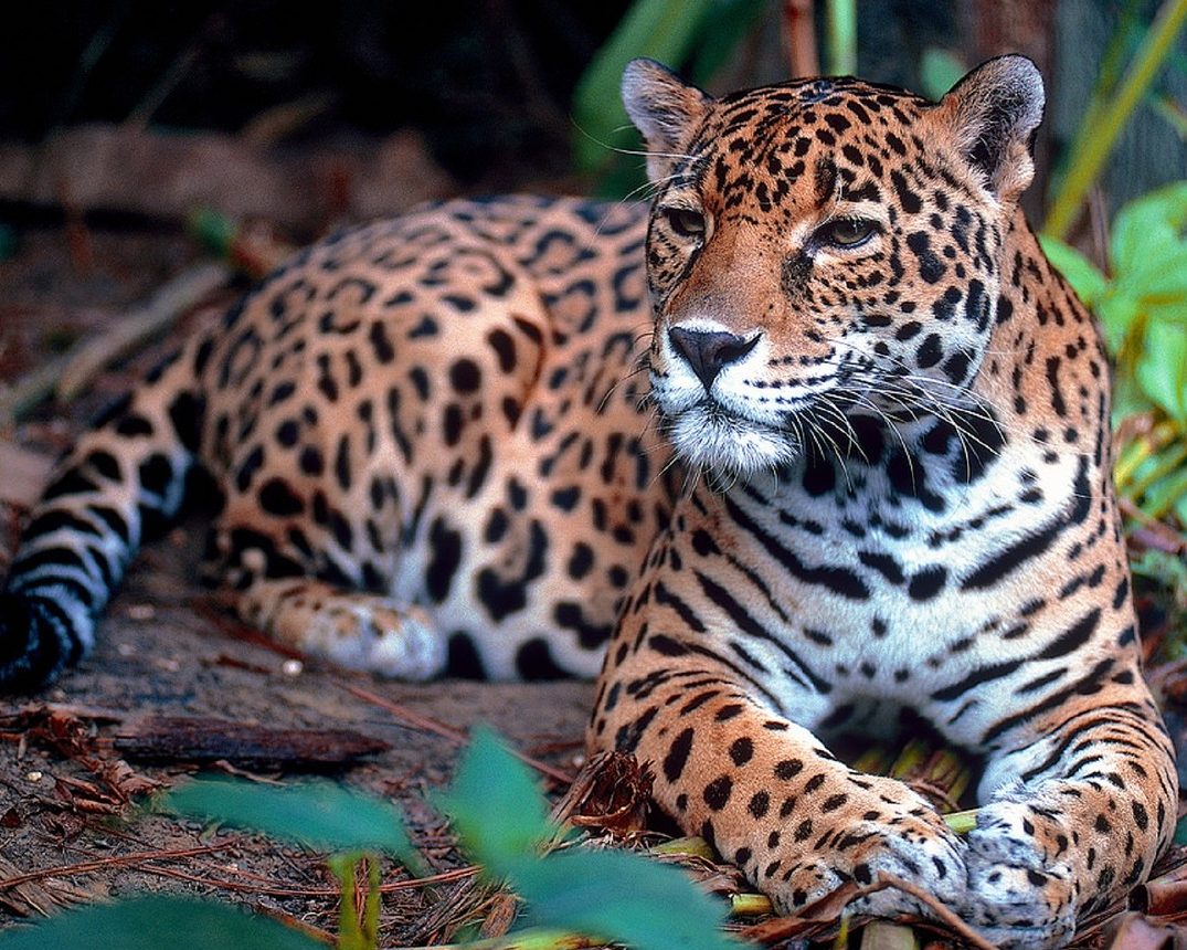 jaguar
