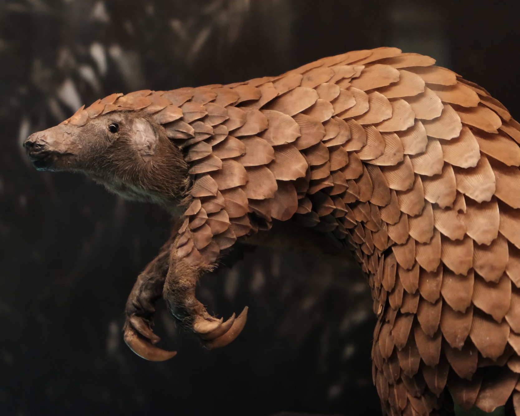 pangolin