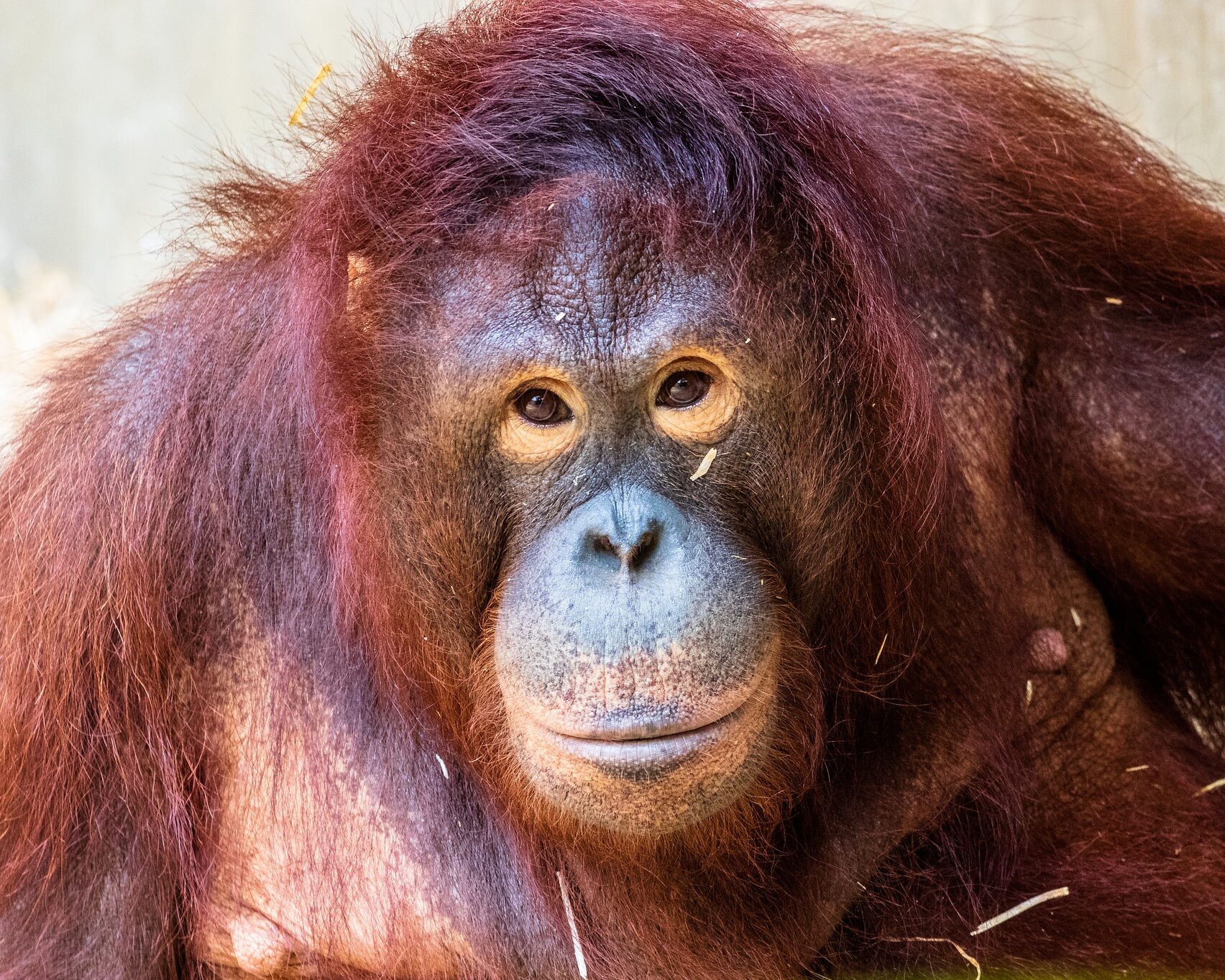 orangutan